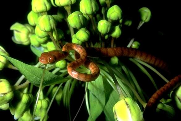Image of “ Le parc national de Marojejy 🇲🇬 ”