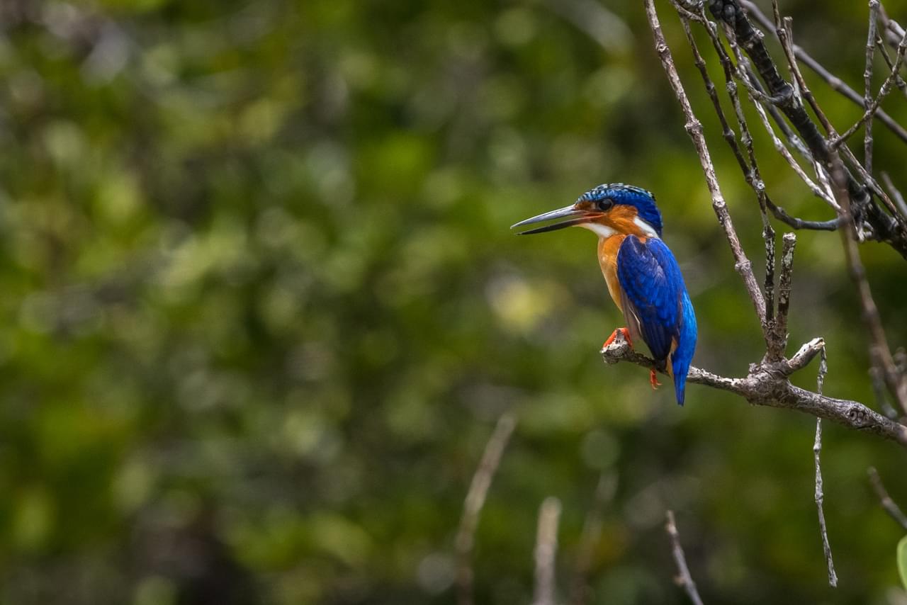 Image of Andasibe National Park: An Adventure in the Wilderness of Madagascar