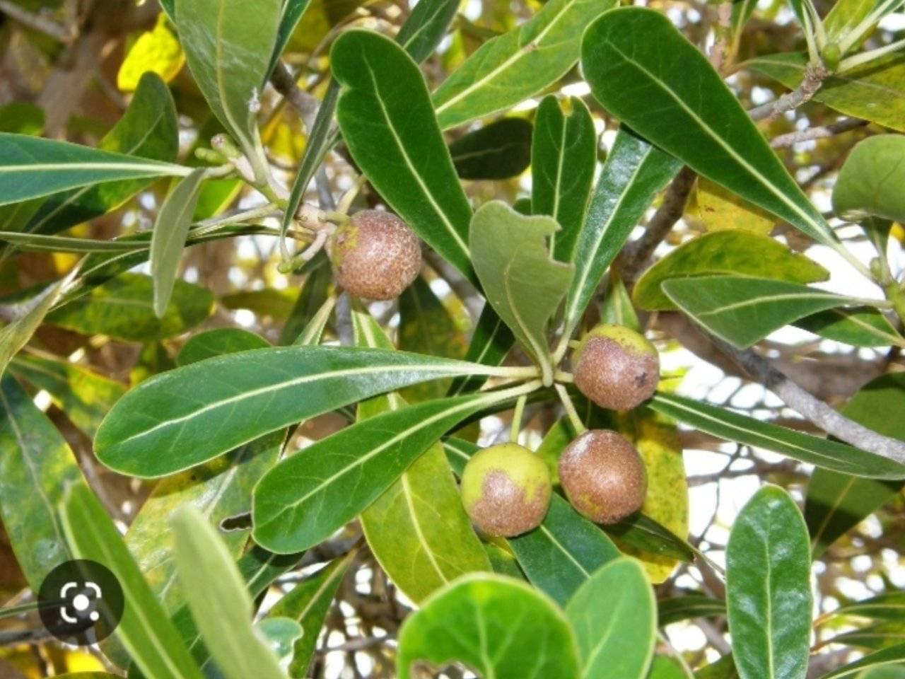 Image of Le Tapia, un arbre économiquement important à Madagascar.